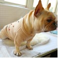 Dog clothes autumn and winter day clothes to keep warm French cow British bucket Corgi sweater two feet casual comfort law bucket pet