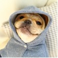 Law fighting fat dog pet dog clothes fart little law fighting sweater autumn and winter new plus velvet starling bully dog costume
