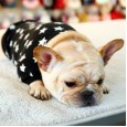 Pet dog clothes law fighting heroes fat dog Corgi bully stars knitted round neck shirt comfortable cute dog costumes